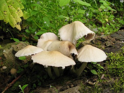 Psathyrella candolleana