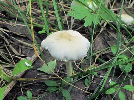 Psathyrella candolleana