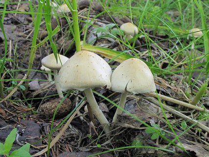 Psathyrella candolleana