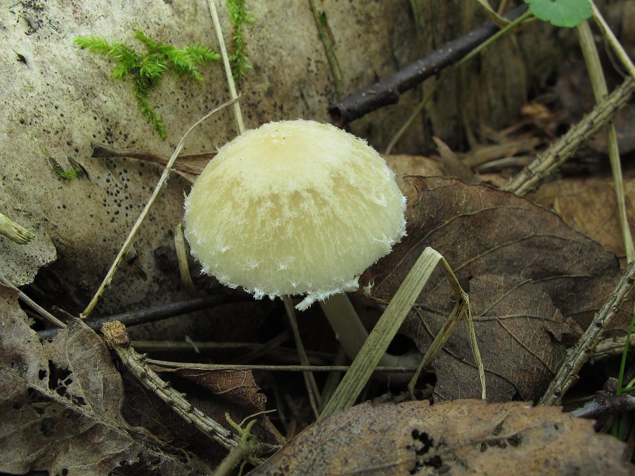 Psathyrella candolleana