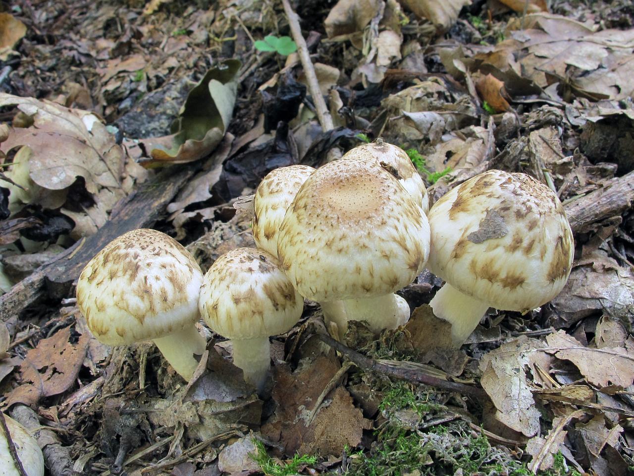 Psathyrella cotonea