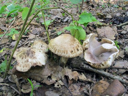 Psathyrella cotonea