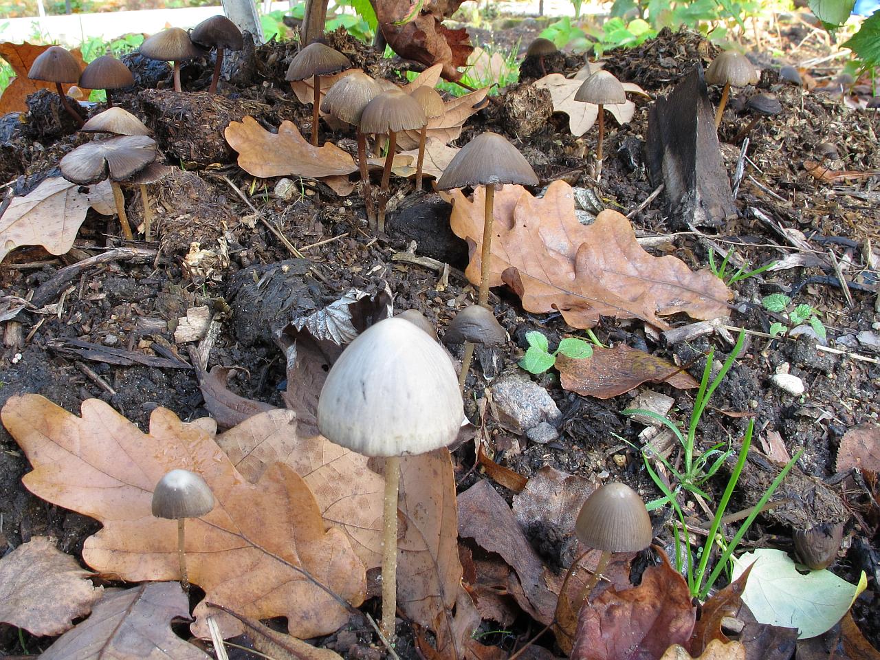 Psathyrella gracilis