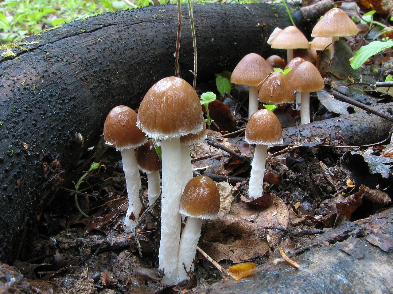 Psathyrella spadiceogrisea