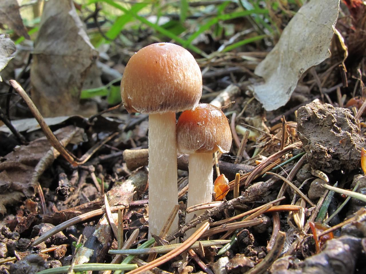 Psathyrella spadiceogrisea