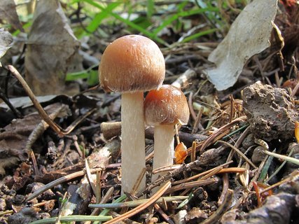 Psathyrella spadiceogrisea