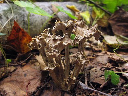 Pseudocraterellus undulatus