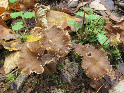 Pseudocraterellus undulatus