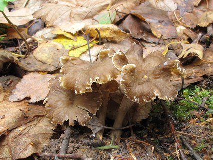 Pseudocraterellus undulatus