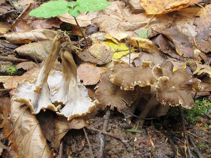 Pseudocraterellus undulatus