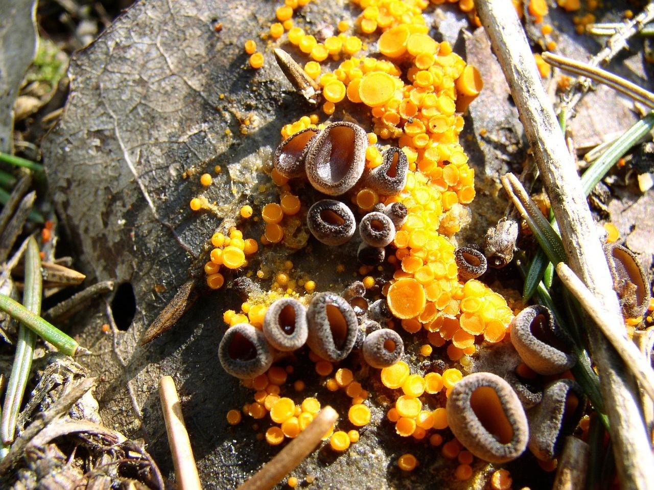 Pseudombrophila