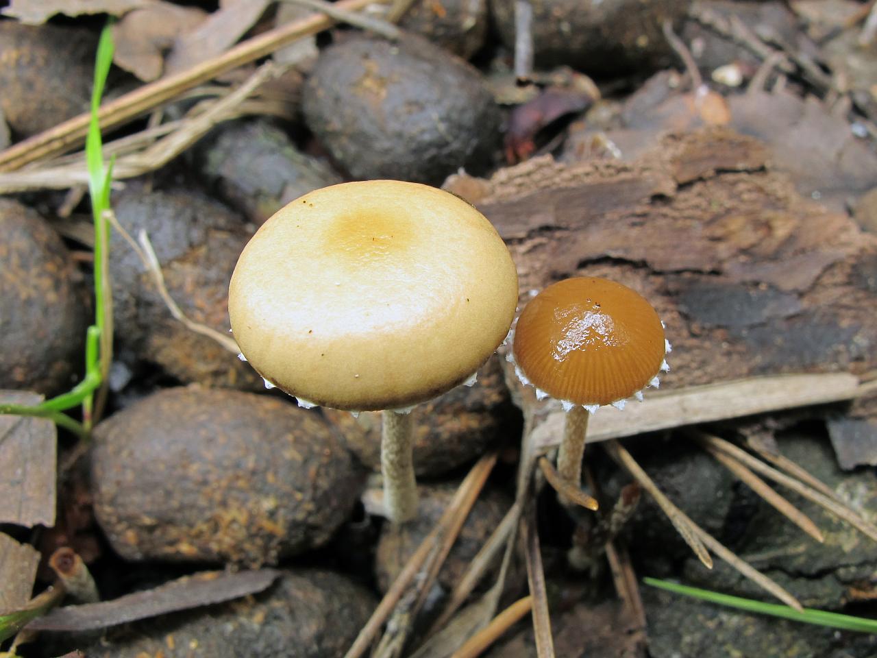 Psilocybe coprophila