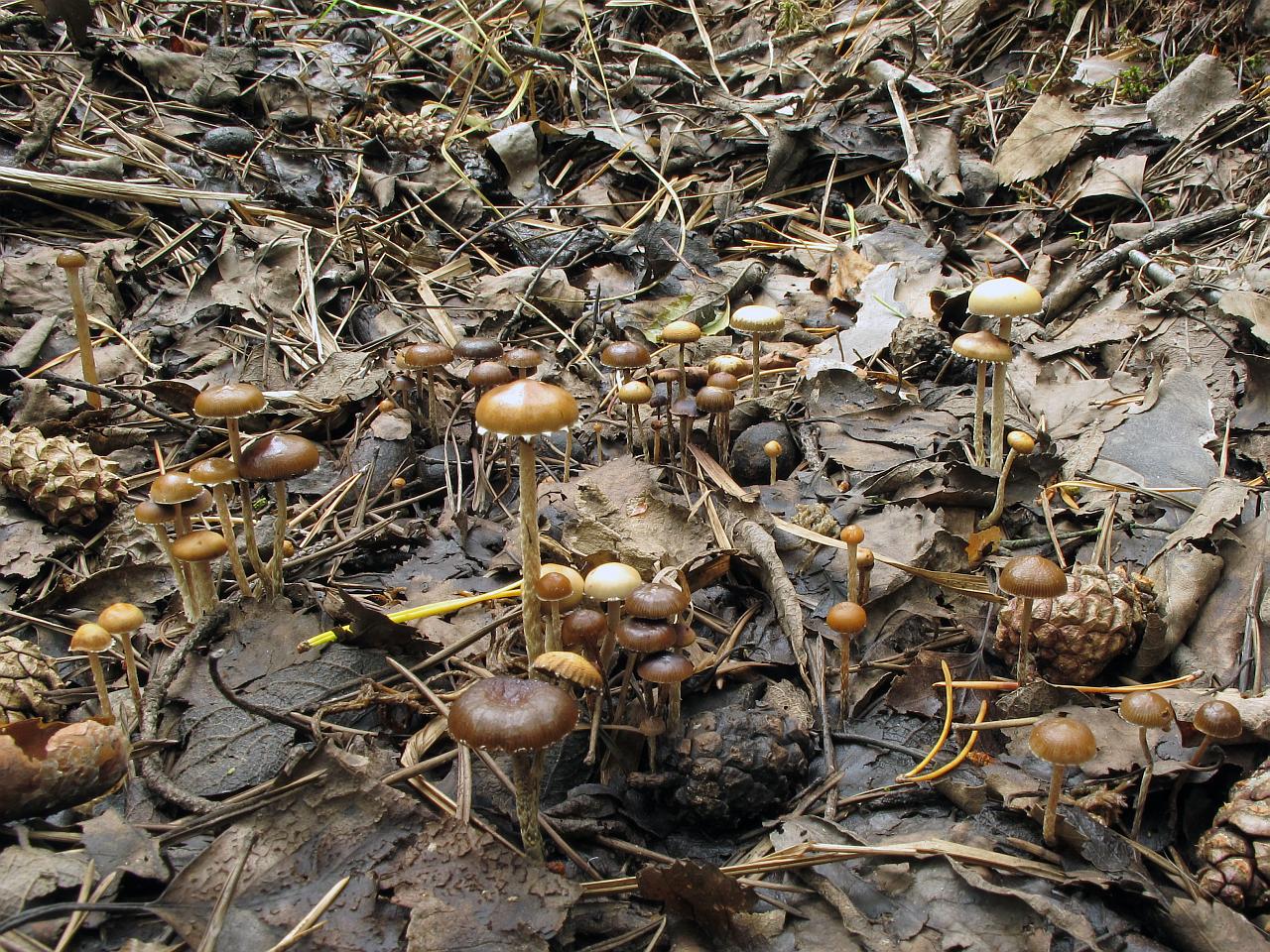 Psilocybe coprophila