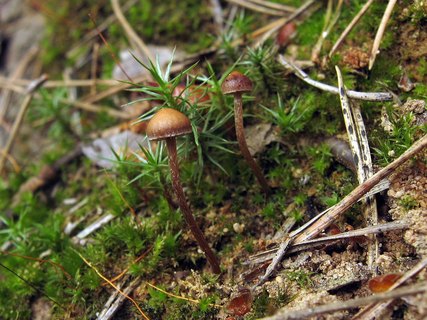 Psilocybe montana