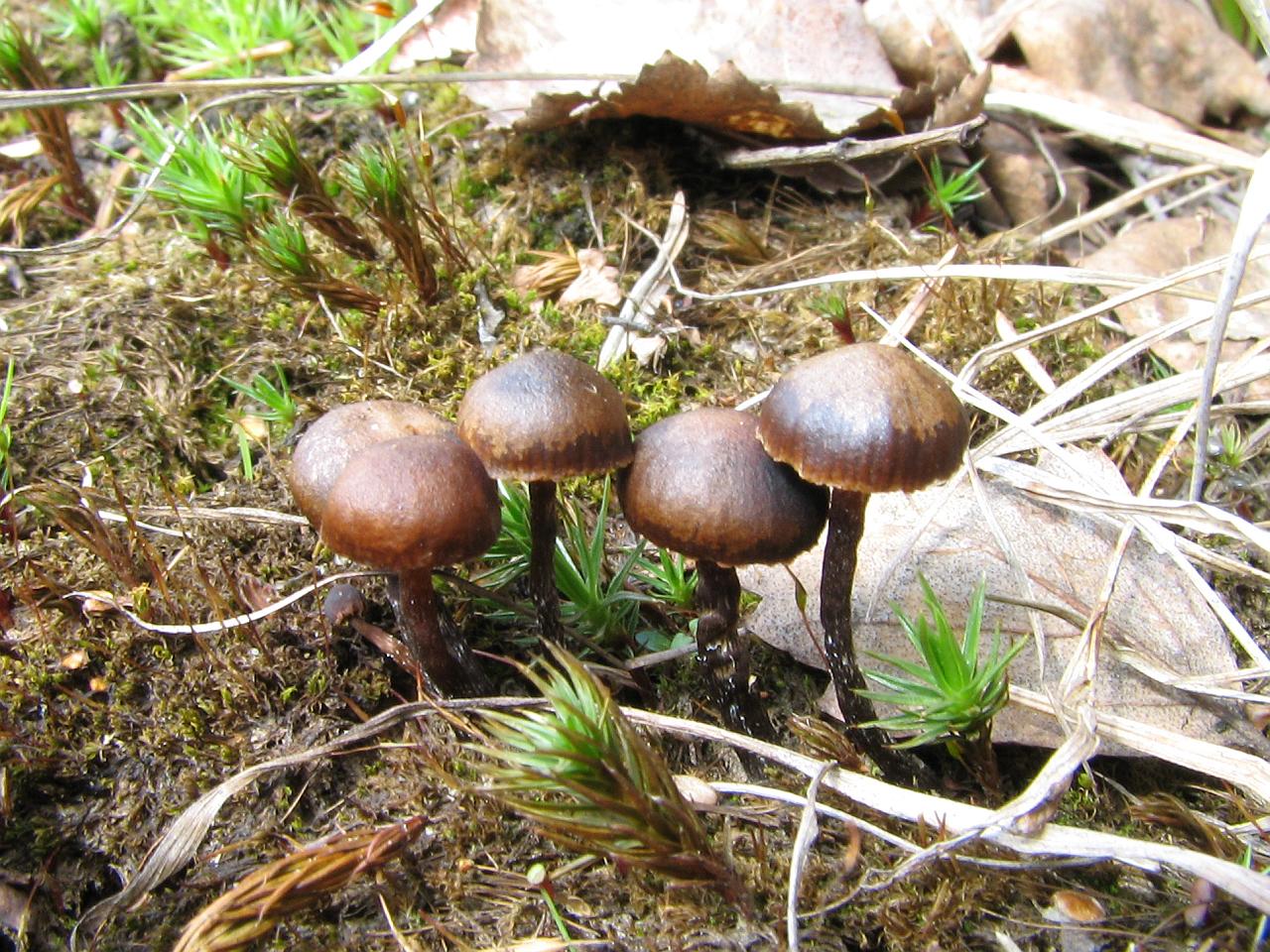 Psilocybe montana