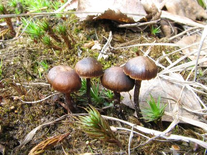 Psilocybe montana
