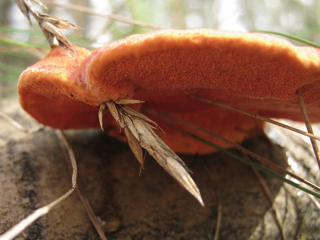 Pycnoporus