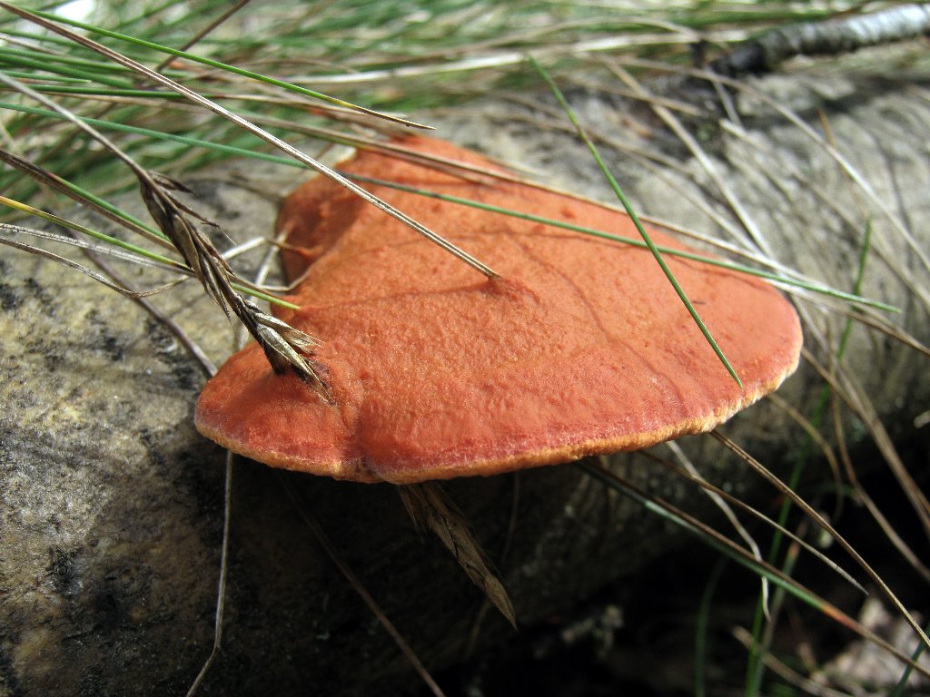 Pycnoporus cinnabarinus