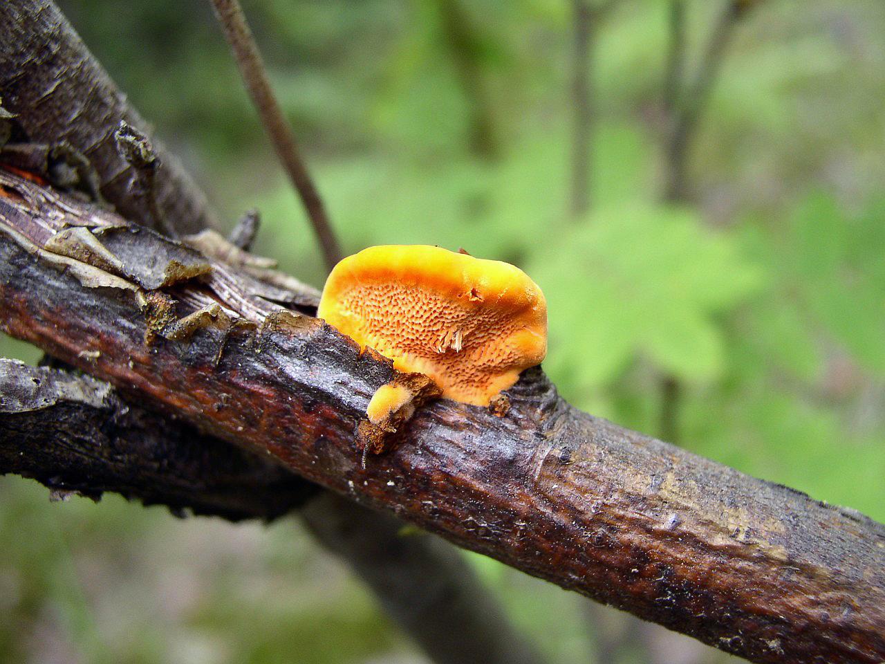 Pycnoporus cinnabarinus