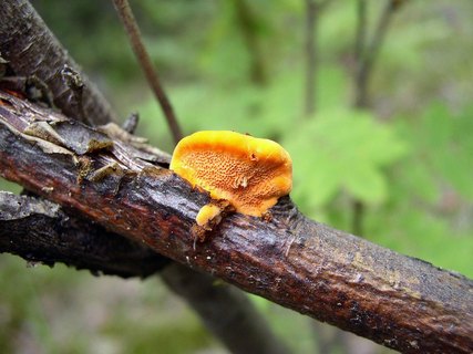 Pycnoporus cinnabarinus