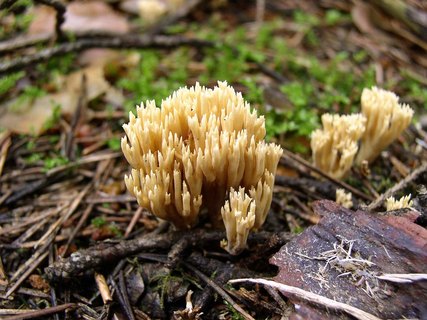 Ramaria eumorpha