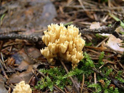 Ramaria eumorpha