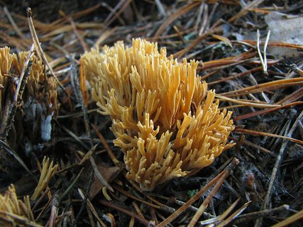 Ramaria eumorpha