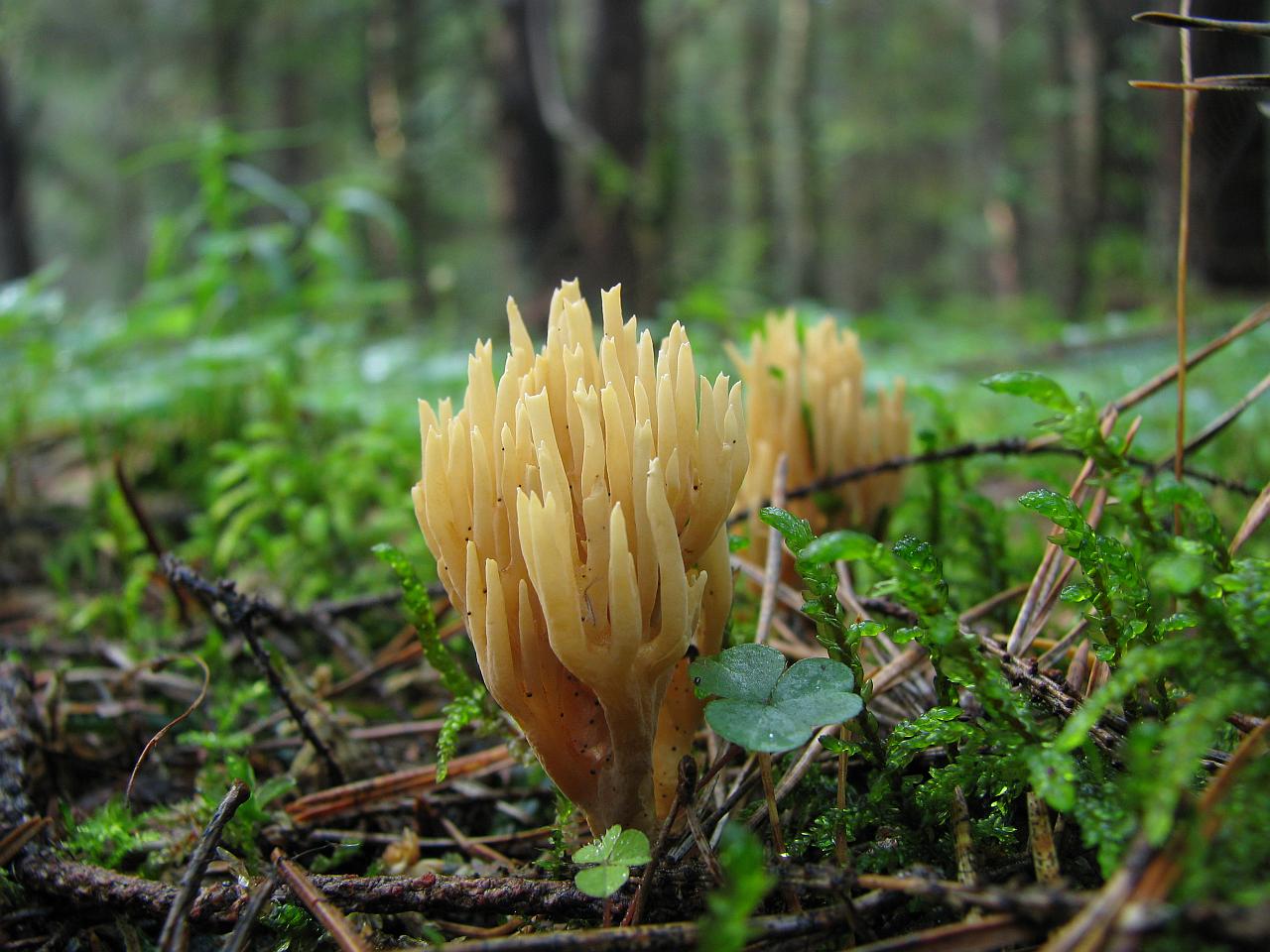 Ramaria eumorpha