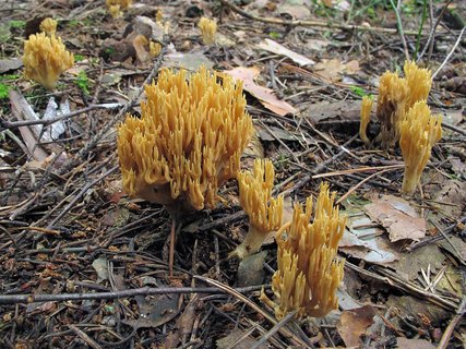 Ramaria eumorpha