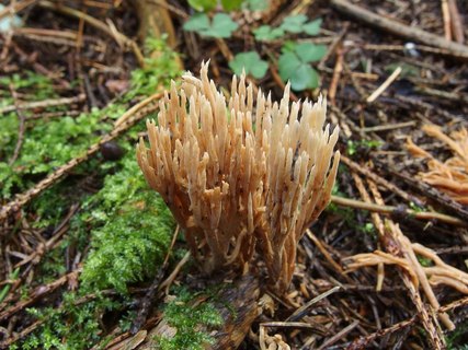 Ramaria eumorpha