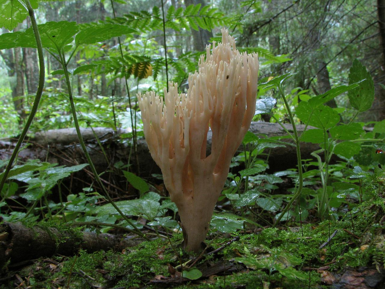 Ramaria stricta