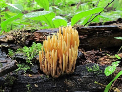 Ramaria stricta