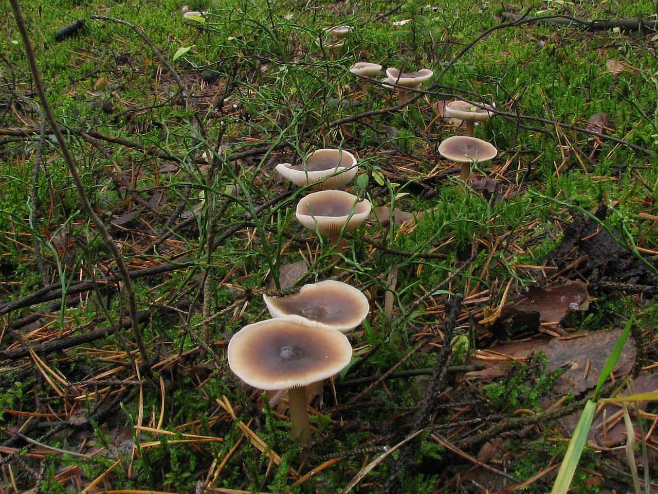 Rhodocollybia butyracea