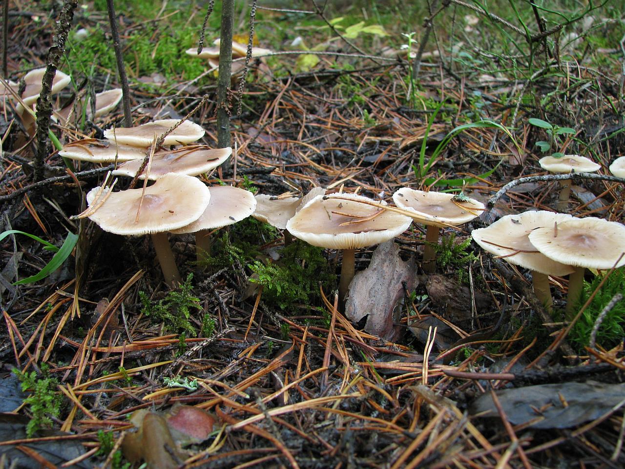 Rhodocollybia butyracea