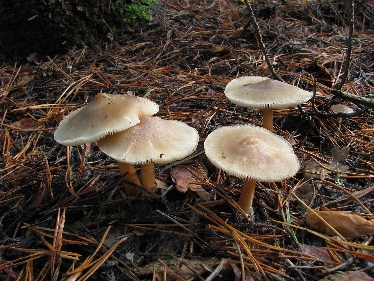 Rhodocollybia butyracea