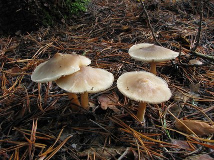 Rhodocollybia butyracea