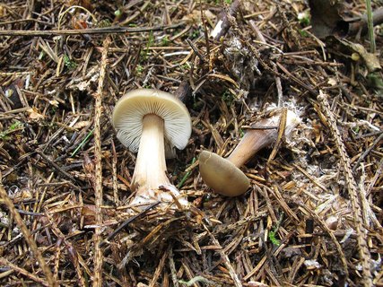 Rhodocollybia butyracea