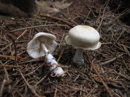 Rhodocollybia butyracea