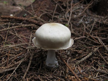 Rhodocollybia butyracea