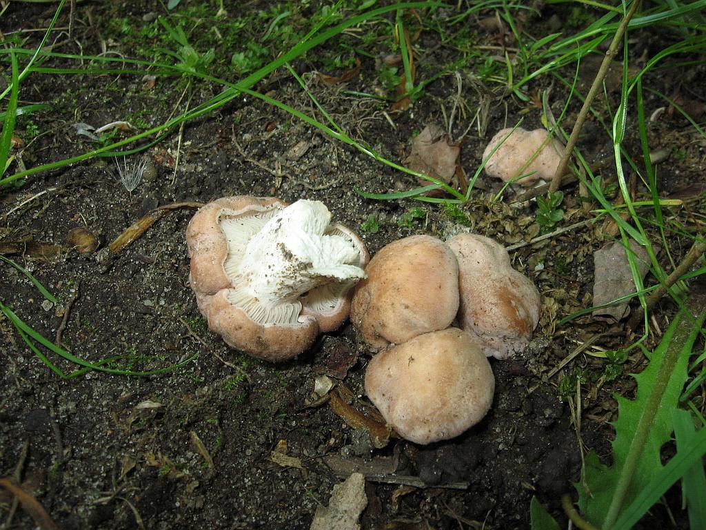 Rhodocybe gemina