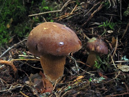 Imleria badia
