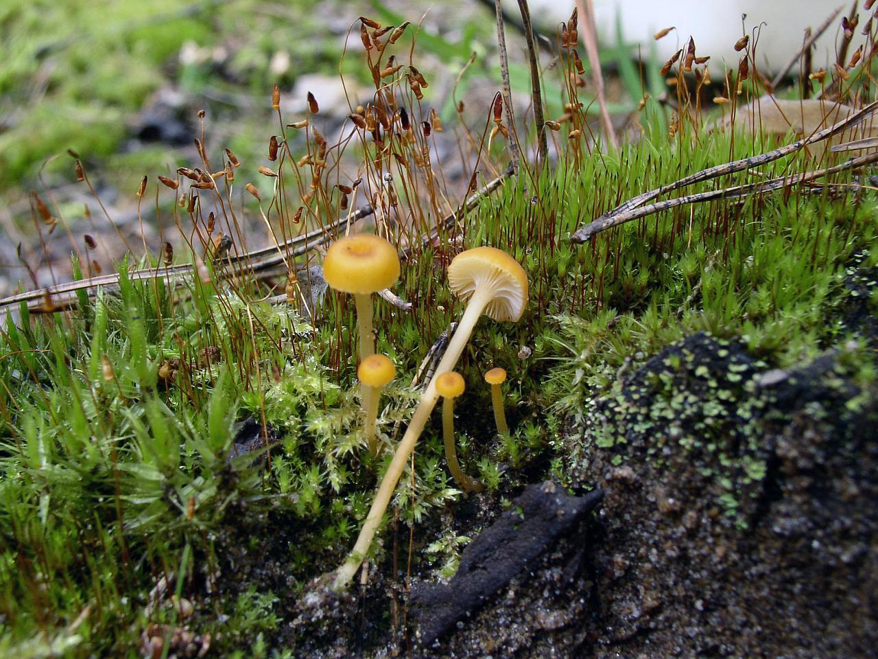Rickenella fibula