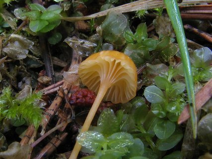 Rickenella fibula