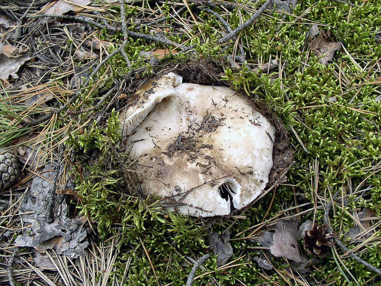 Russula adusta