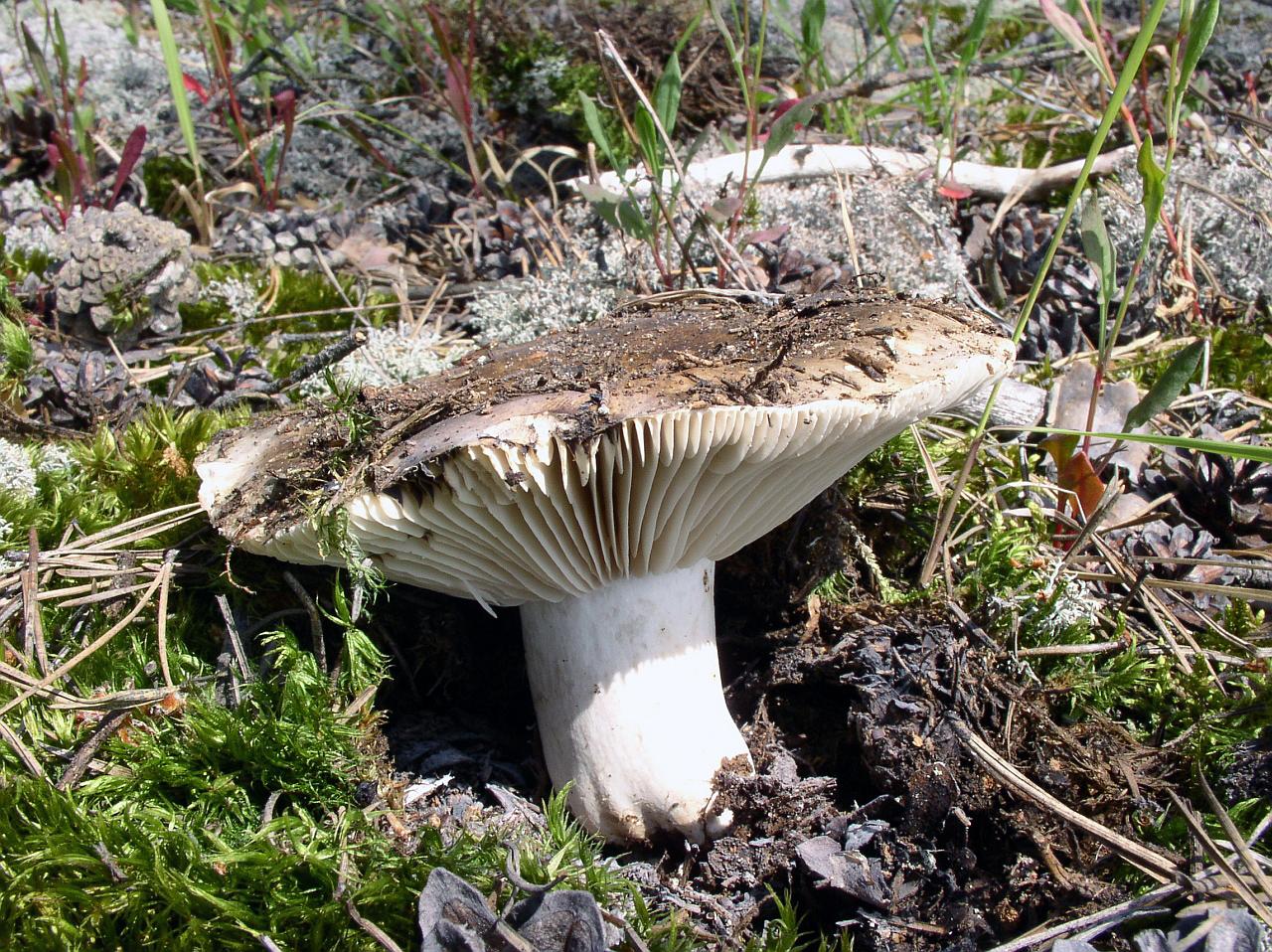 Russula adusta