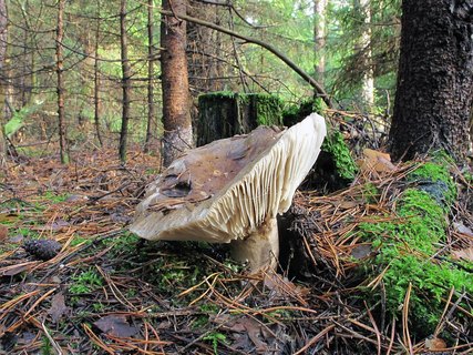 Russula adusta