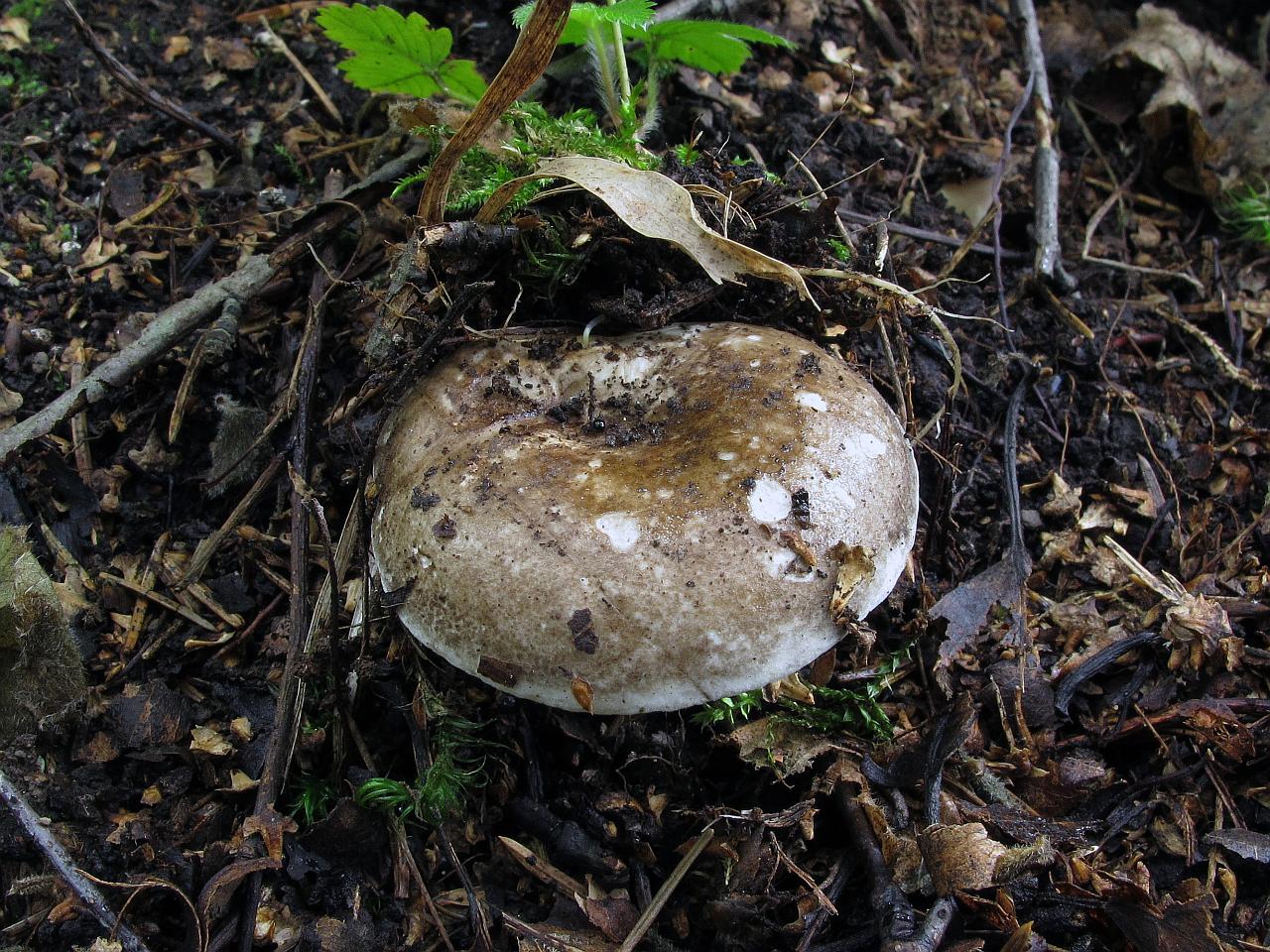 Russula adusta