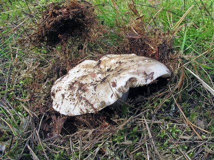 Russula adusta
