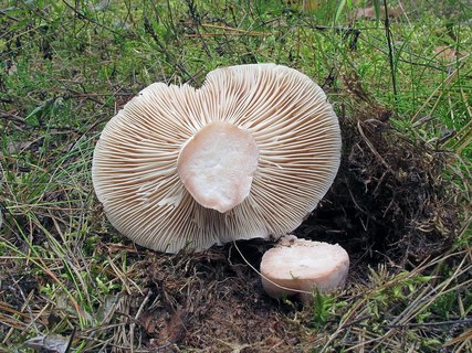 Russula adusta