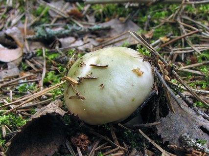 Russula aeruginea